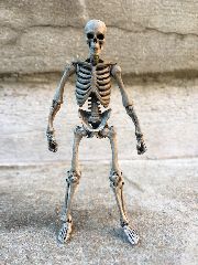 Skeleton